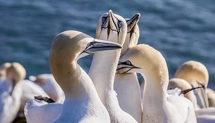 开云-冲动!马丁内利朝受伤的布拉德利扔球并推他离场引发冲突