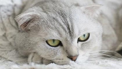 开云-冲动！马丁内利朝受伤的布拉德利扔球并推他离场引发冲突